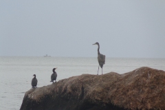 Grey-heron-Cormorants