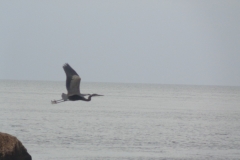 Grey-heron-in-flight
