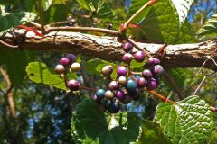 Fall-Berries-scaled