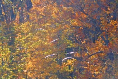 Fall-geese-flying