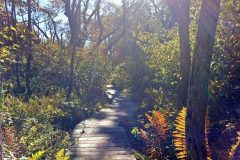 Fall-wooden-path-scaled