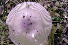 Lavender-Mushroom