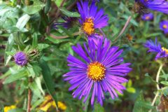 New-England-aster-scaled