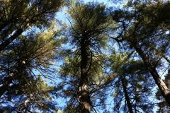 Up-at-the-pines-scaled