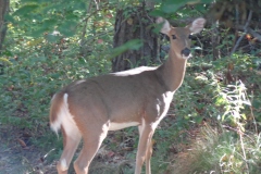 White-tailed-deer