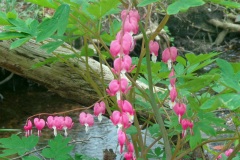 Bleeding-hearts