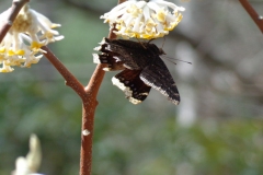 Butterfly-on-paperbush-plant