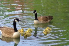 Geese-with-goslings