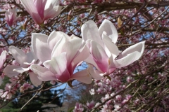 Magnolias-at-Bayard