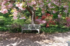 May-blooms-over-bench-at-Bayard