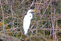Snowy-egret-on-a-log-scaled
