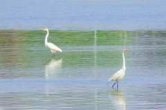 Snowy-egrets