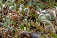 Spring-unferling-ferns
