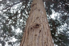 Tall-Pine