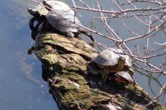 Turtles-on-log