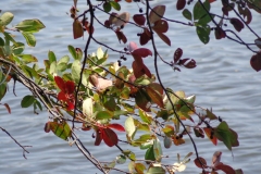 1_Summer-leaves-over-Connetquot-River