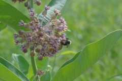 Bee-on-flower