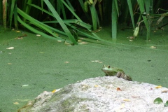 Frog-near-Avalon-Pond