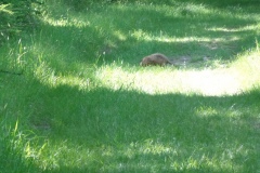 Groundhog-in-the-grass