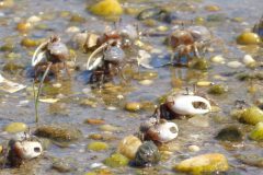 Fiddler-Crabs-in-Mount-Sinai-Harbor-scaled