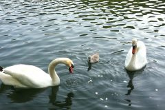 Swans-with-cygnet-scaled
