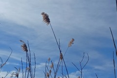 Reeds-Laurel-Lake