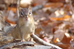 Chipmunk-on-a-log