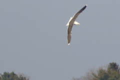Flying-eagle